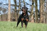 ROTTWEILER 548